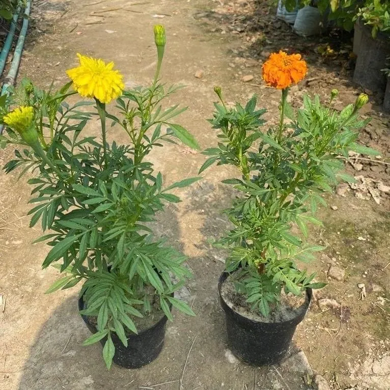 Set of 2 - Marigold / Genda (Yellow& Orange ) in 6 Inch Nursery Pot