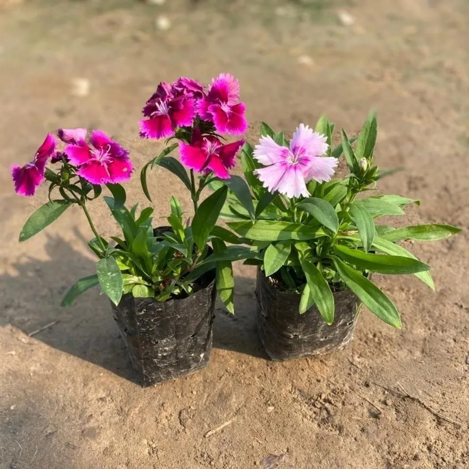 Set of 2 - Dianthus (any colour) in 3 Inch Nursery Bag