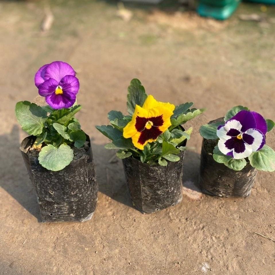 Set of 3 - Pansy (Any Colour) in 3 Inch Nursery Bag