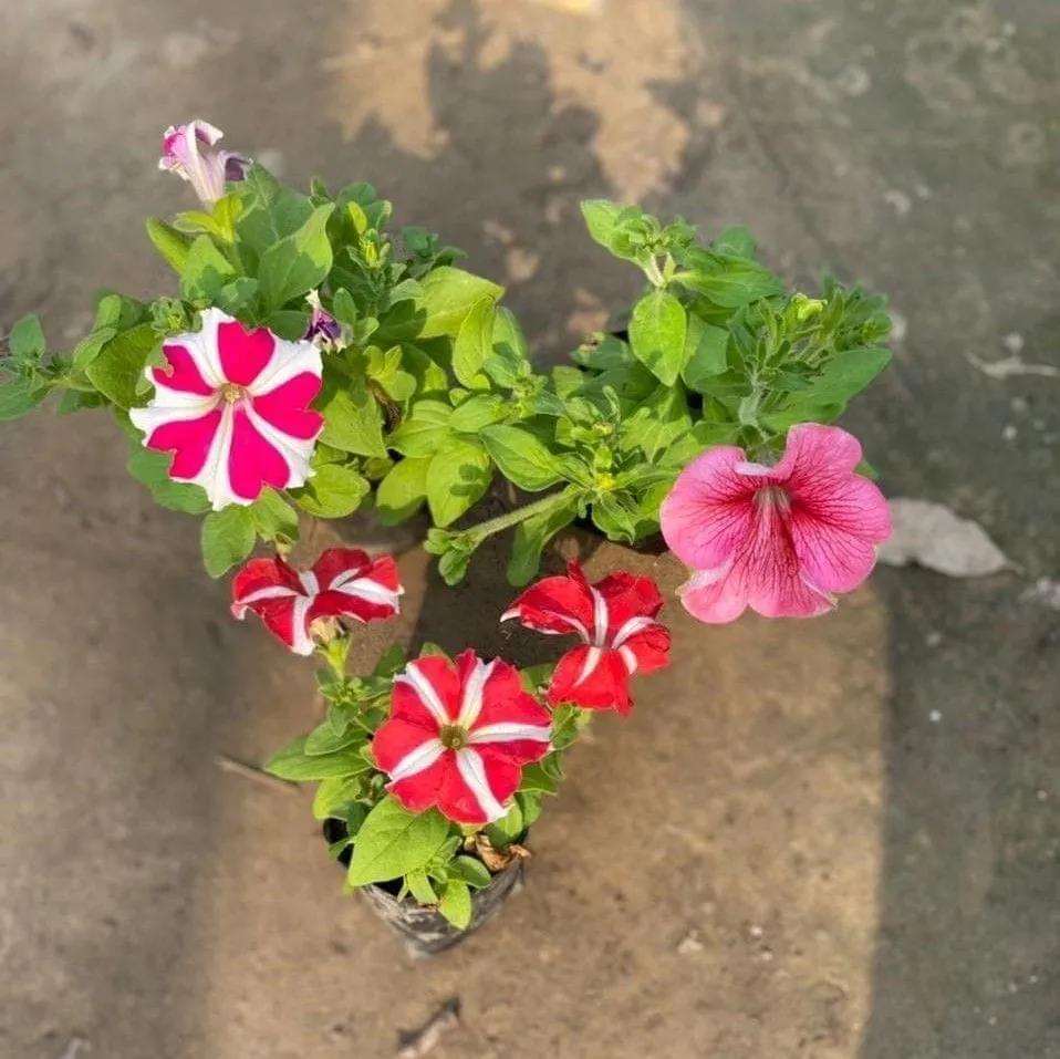 Set of 3 - Petunia (any colour) in 3 Inch Nursery Bag