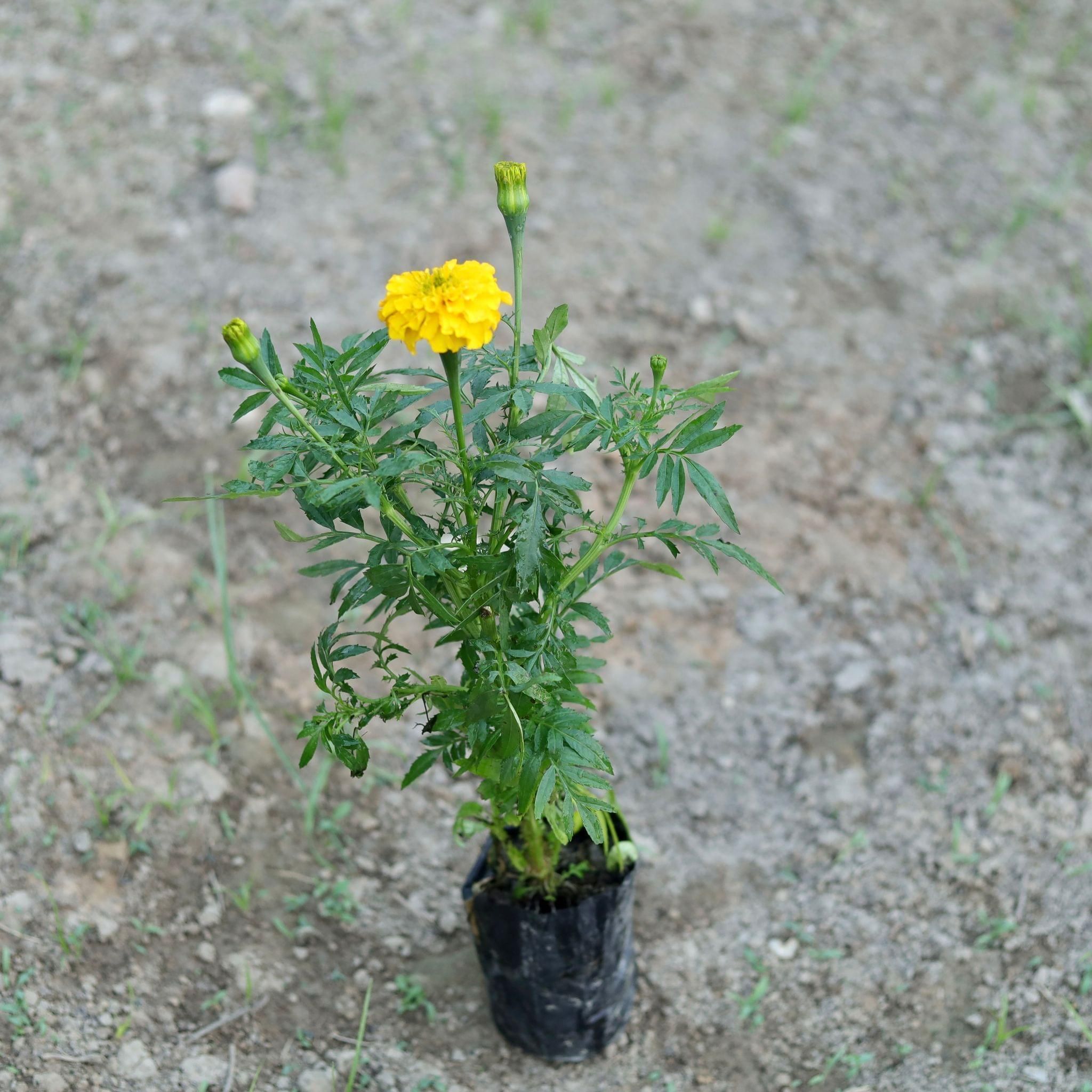 Marigold / Genda French Yellow in 6 Inch Nursery Bag