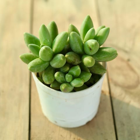 Pachyphytum Compactum / Little Jewel Succulent in 3 Inch Nursery Pot