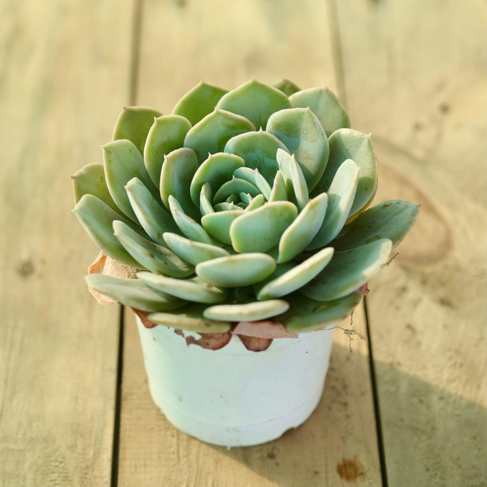 Echeveria Succulent in 3 Inch Nursery Pot