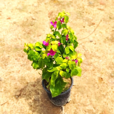 Bougainvillea (Any Colour) in 6 Inch Nursery Pot