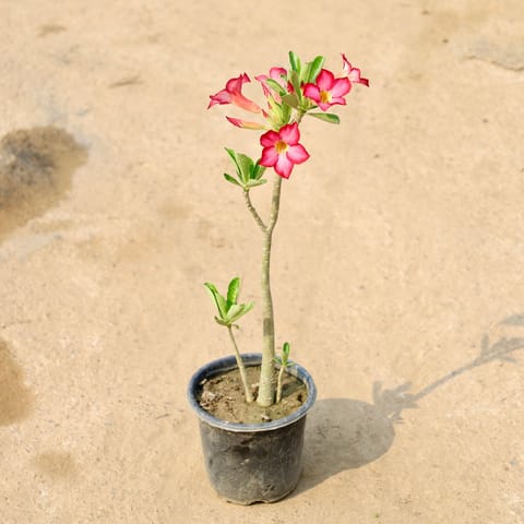 Adenium Pink in 6 Inch Nursery Pot