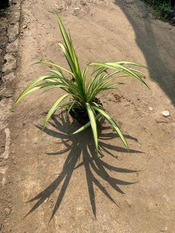 Pandanus / Screwpine in 5 Inch Clay Pot