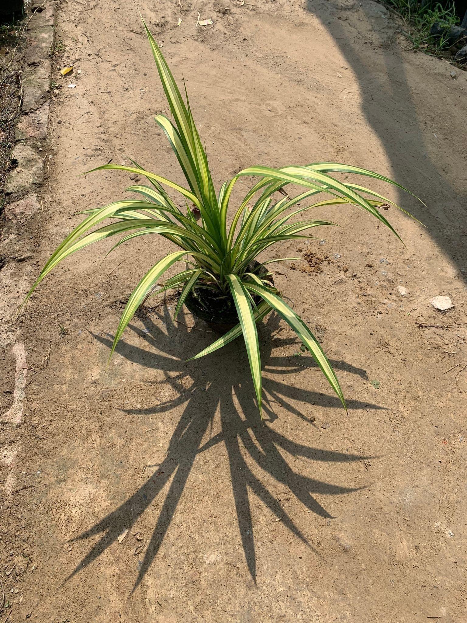 Pandanus / Screwpine in 5 Inch Clay Pot