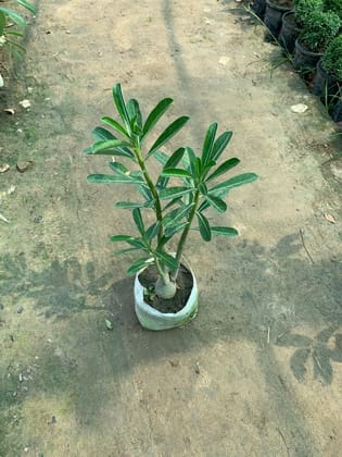 Buy Adenium Pink in 8 Inch Nursery Bag Online | Urvann.com
