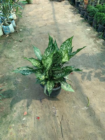 Aglaonema Snow White in 8 Inch Nursery Pot