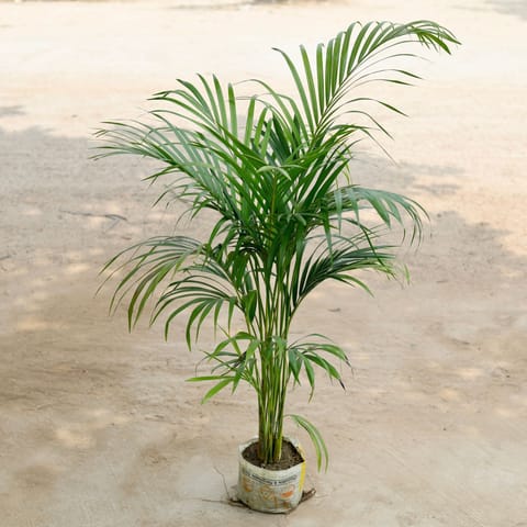 Areca ~ 4-5 ft in 6 Inch Nursery Bag