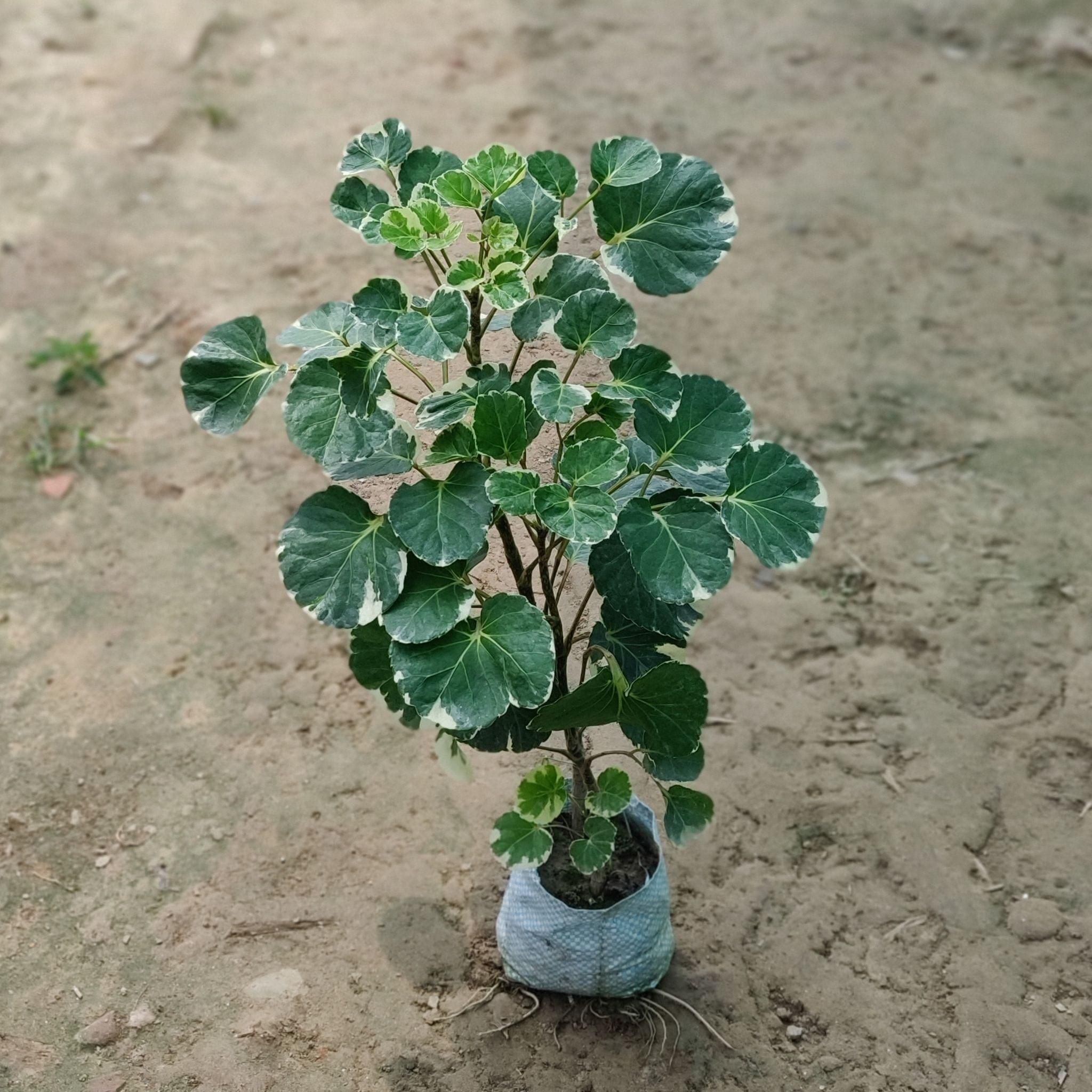 Aralia Apple Leaf in 5 Inch Nursery Bag