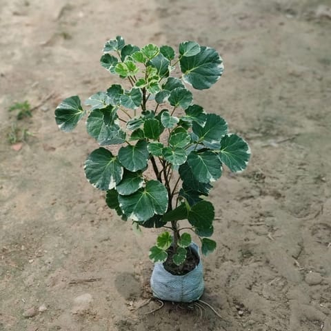Aralia Apple Leaf in 5 Inch Nursery Bag