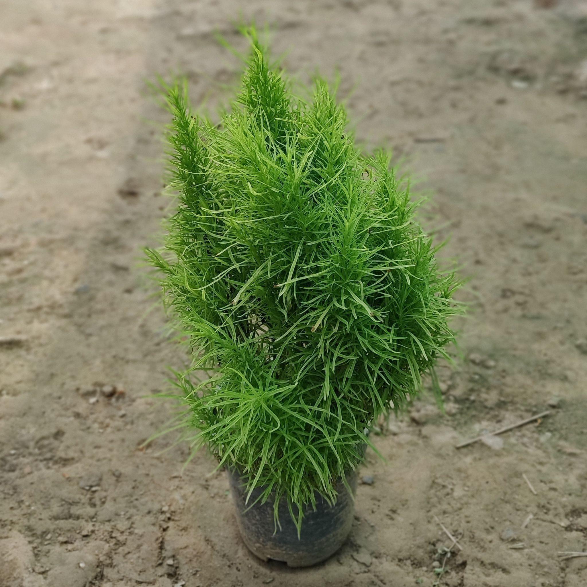 Kochia in 8 Inch Nursery Pot