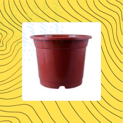 Free Gift - 4 Inch Red Nursery Pot - Flash Sale