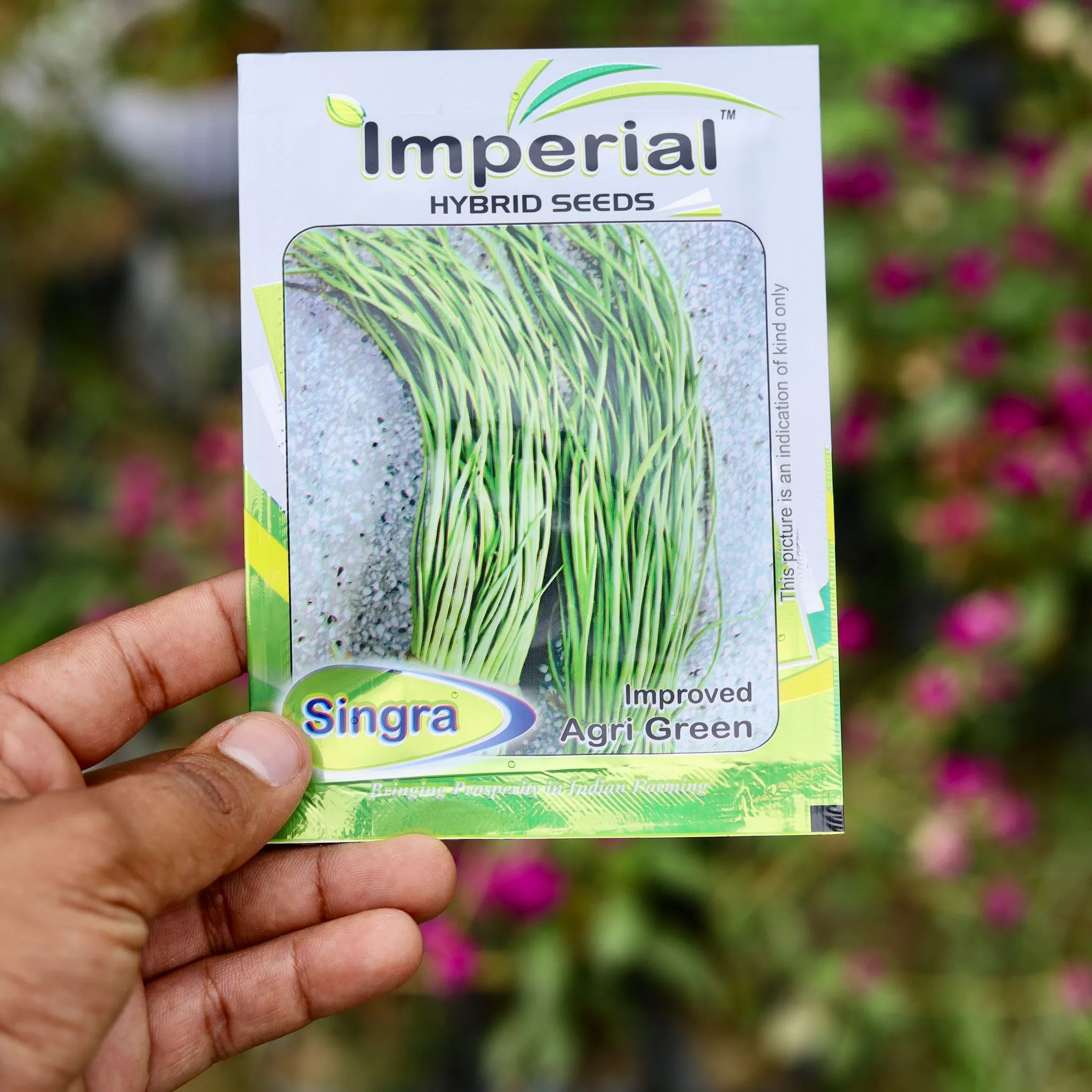 Singra / Mongra Seeds - Excellent Germination
