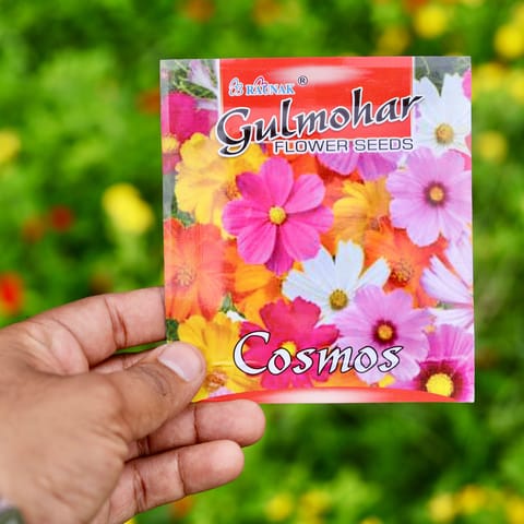 Cosmos Mixed Flower Seeds - Excellent Germination
