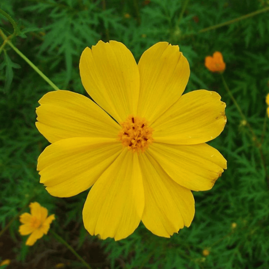 Cosmos Yellow Seeds - Excellent Germination