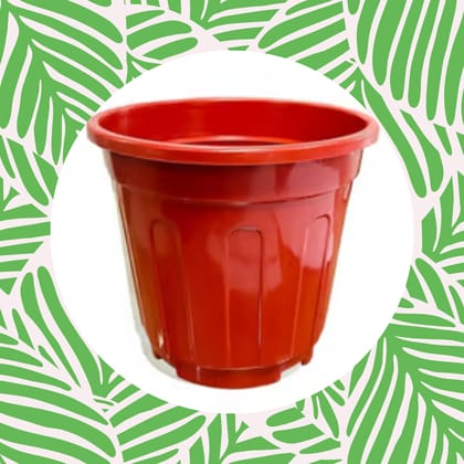 Free Gift - 6 Inch Red Super Nursery Pot - Flash Sale
