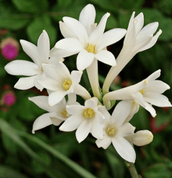 Set of 5 - Rajnigandha Bulb