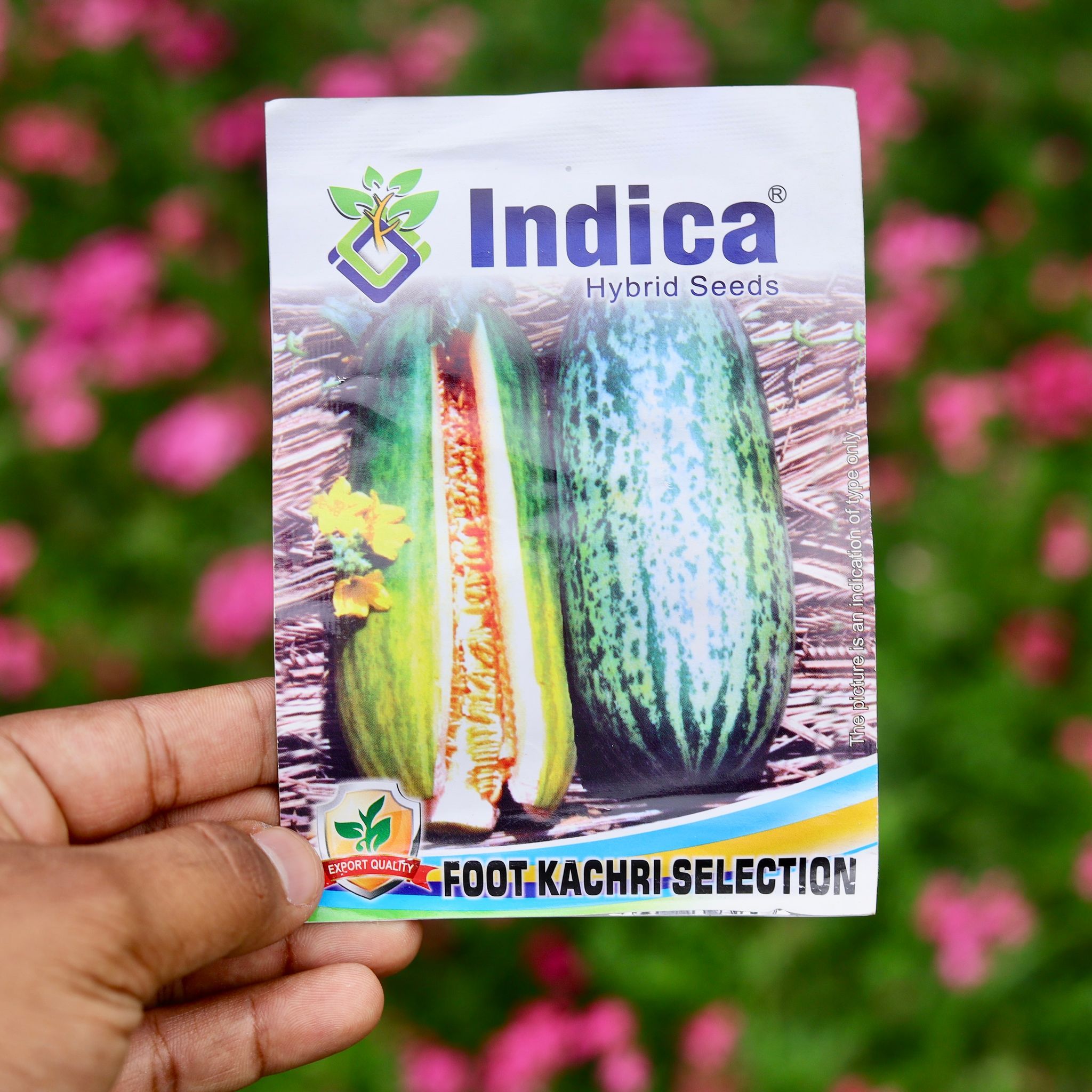 Foot Kachri Seeds - Excellent Germination