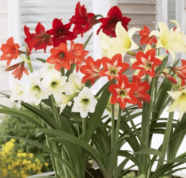 Amaryllis Lily Mixed Bulb
