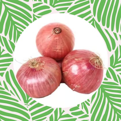 Free Gift - Onion Seeds - Excellent Germination - Flash Sale