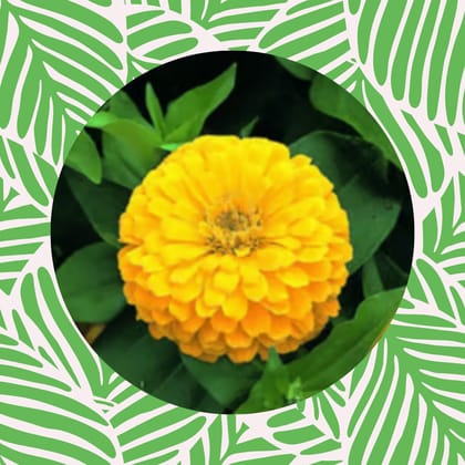 Free Gift - Zinnia Yellow Seeds  - Excellent Germination Summer Seeds - Flash Sale