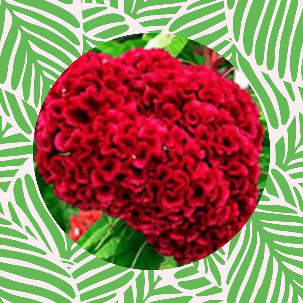 Free Gift - Cockscomb Red Seeds - Excellent Germination - Flash Sale Free Gift - Cockscomb Red Seeds - Excellent Germination - Flash Sale