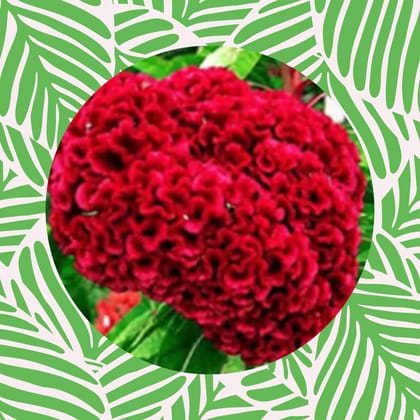 Free Gift - Cockscomb Red Seeds - Excellent Germination - Flash Sale