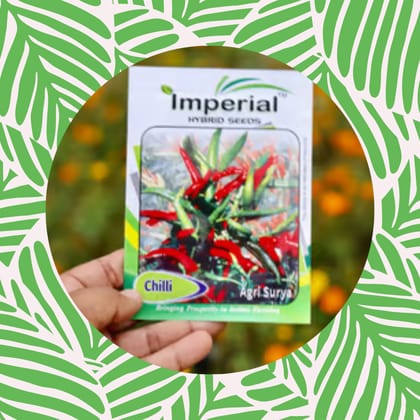 Free Gift - Chilli / Mirchi Surya Seeds - Excellent Germination - Flash Sale