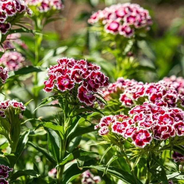 Sweet William Seeds - Excellent Germination
