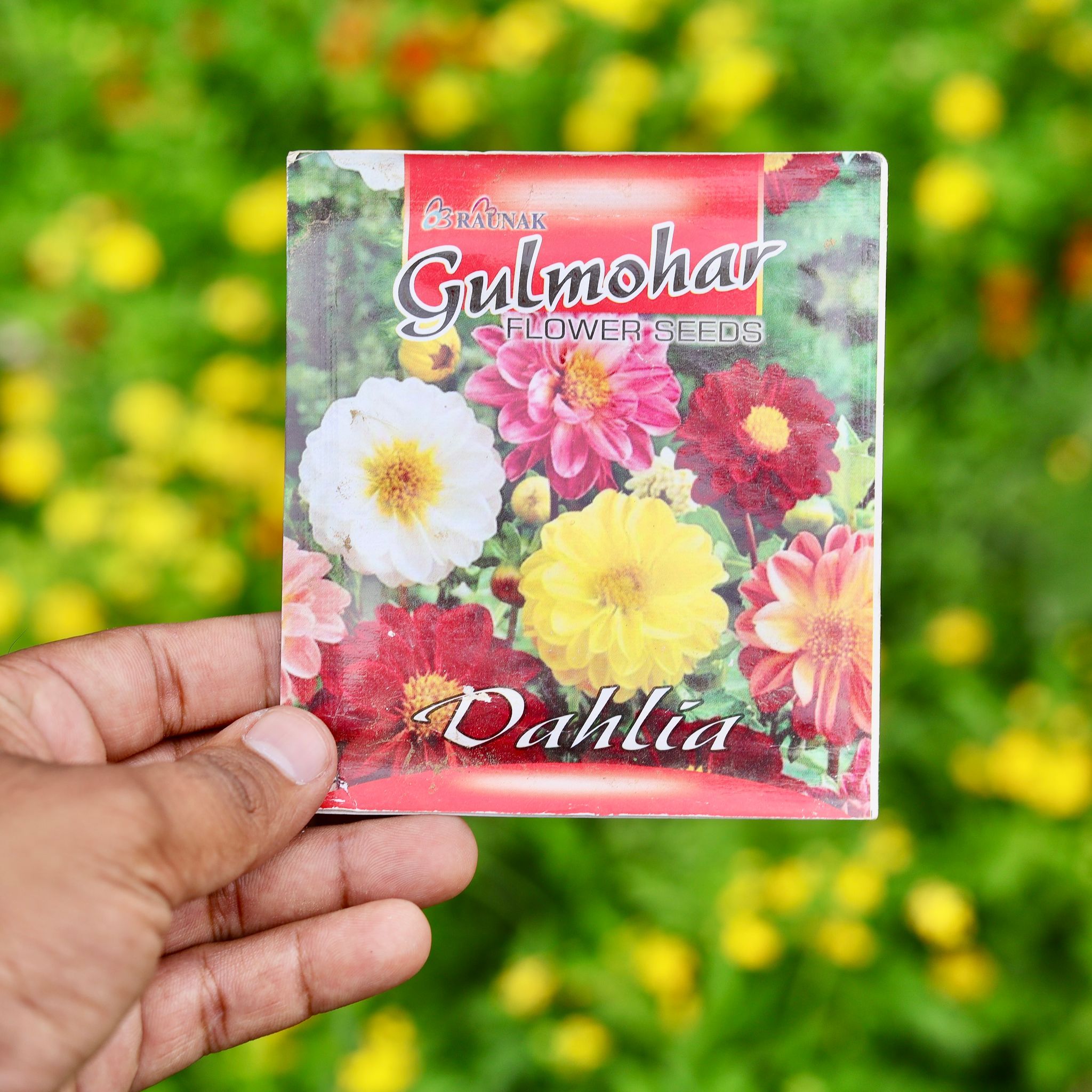 Dahlia Mixed Seeds - Excellent Germination