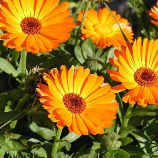 Calendula Seeds - Excellent Germination