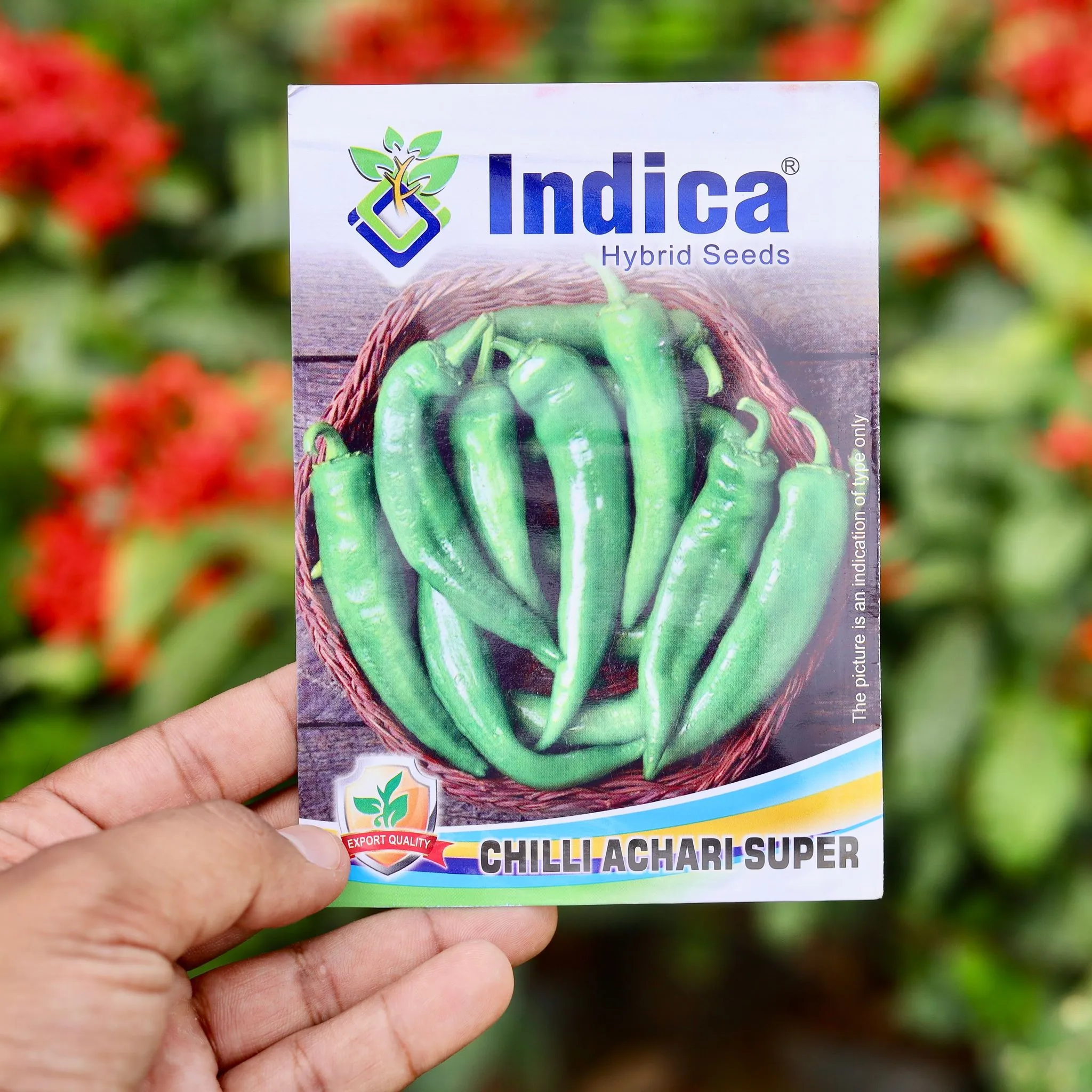 Achari Chilli Desi Seeds - Excellent Germination