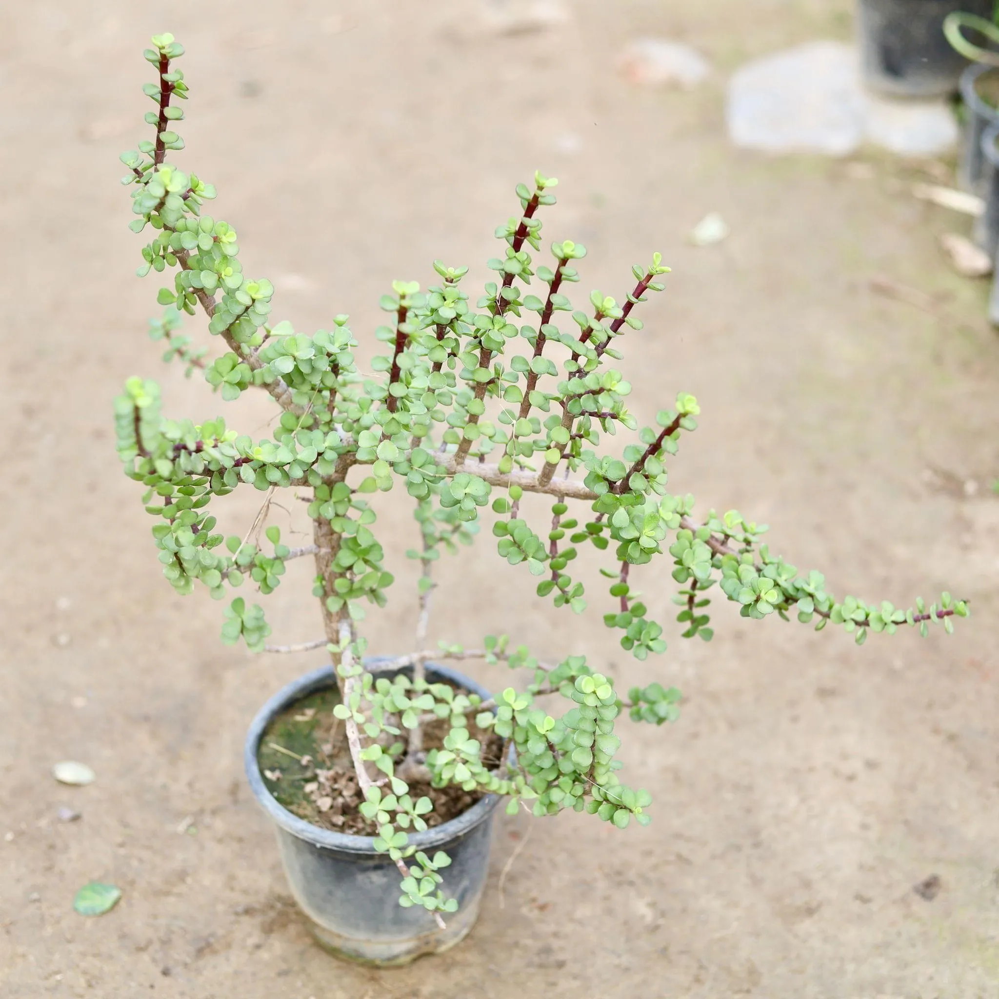 Jade Mother plant in 8 Inch Nursery Bag