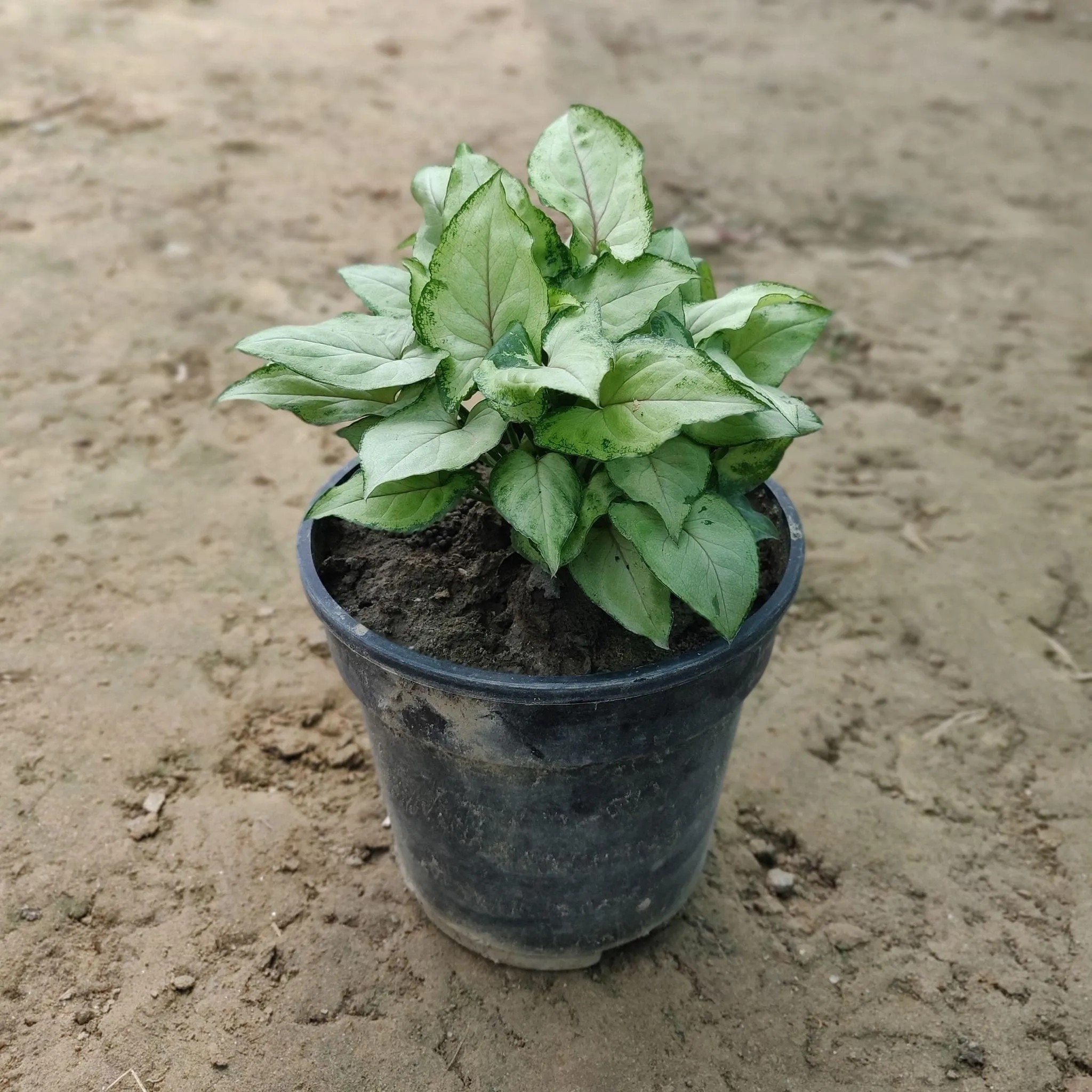 Syngonium Yammi in 4 Inch Nursery Pot