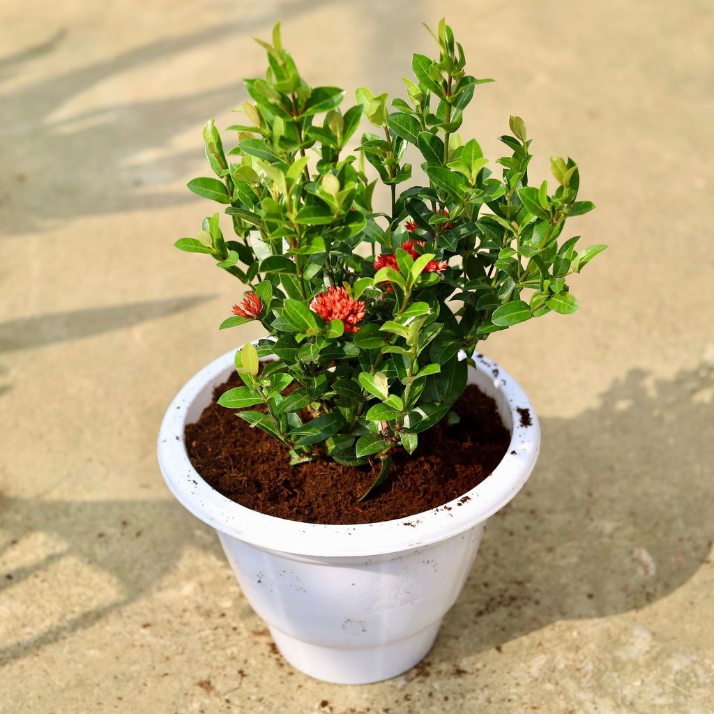 Buy Ixora Miniature (any colour) In 10 Inch Classy White Plastic Pot Online | Urvann.com Ixora Miniature (any colour) in 10 Inch Classy White Plastic Pot