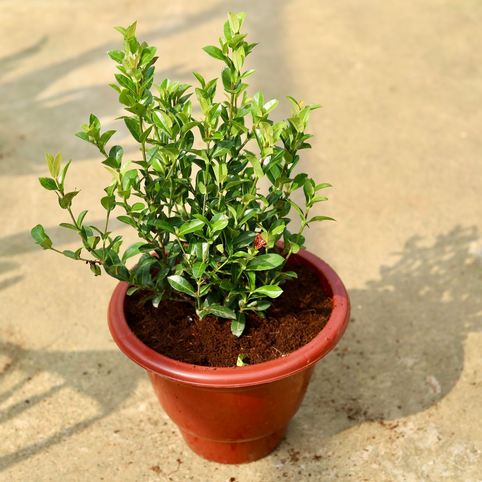 Ixora Miniature (any colour) in 10 Inch Classy Red Plastic Pot