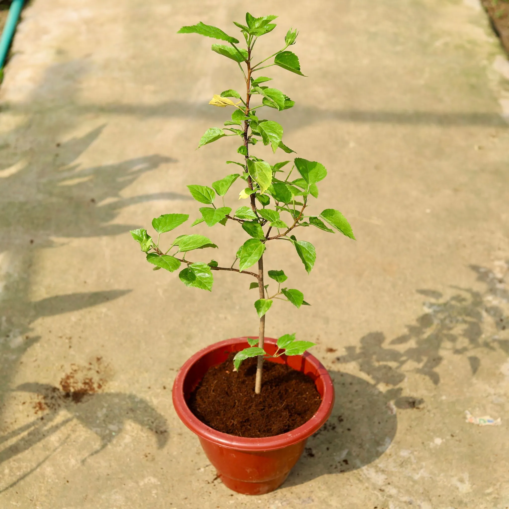 Hibiscus / Gudhal White in 10 Inch Classy Red Plastic Pot