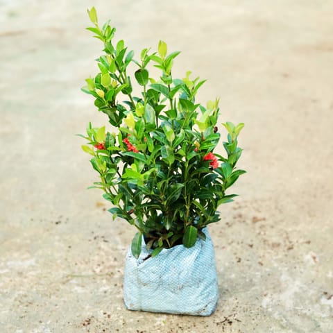 Ixora Red in 7 Inch Nursery bag