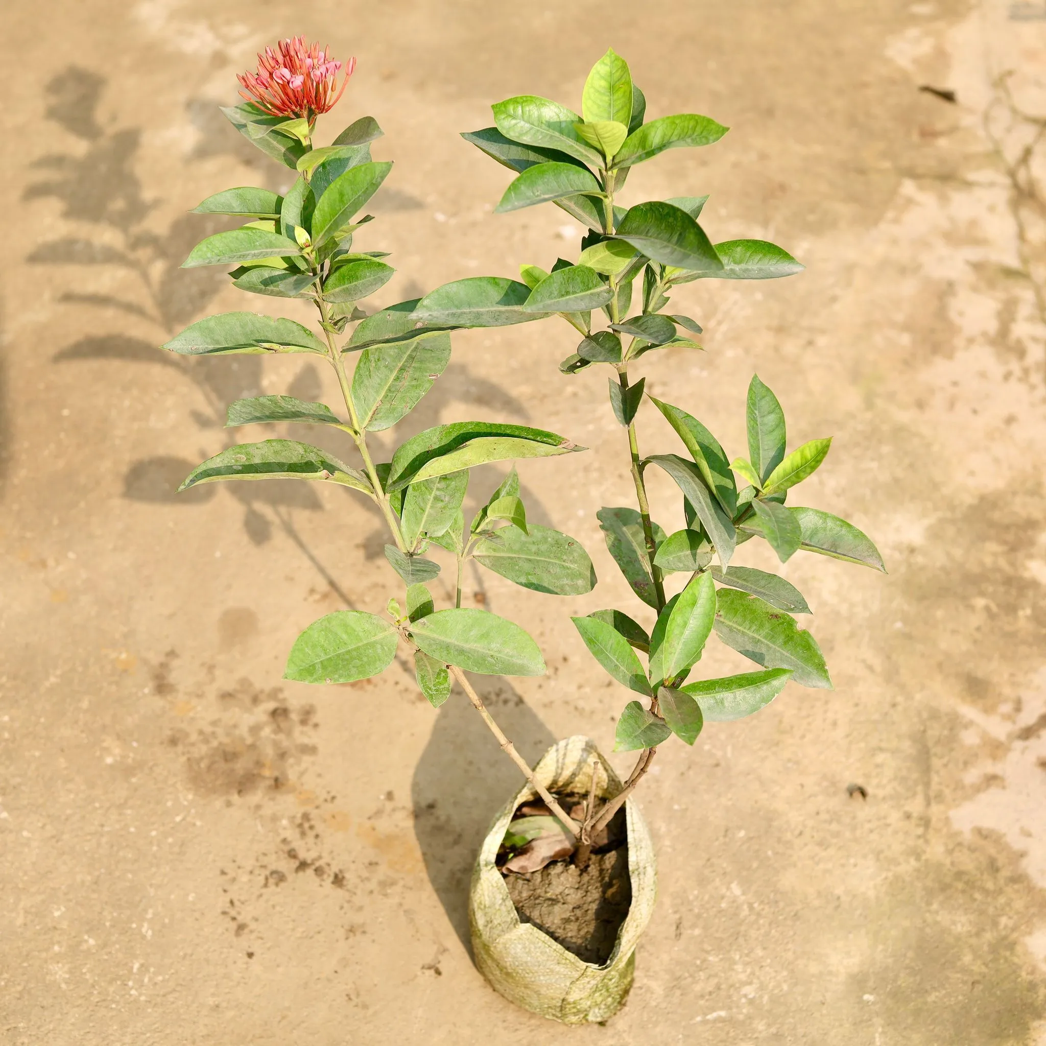 Ixora (any colour) in 8 Inch Nursery Bag