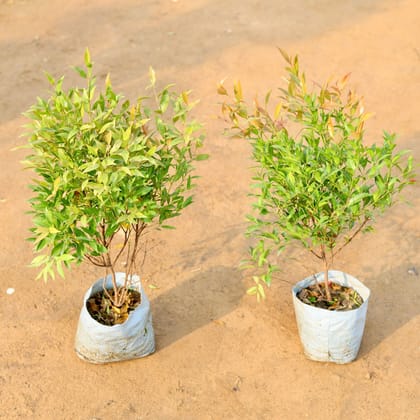 Buy Set of 2 - Syzygium / Christina Ficus in 10 Inch Nursery Bag Online | Urvann.com