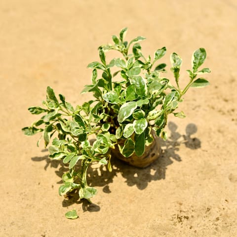 Alternanthera White in 4 Inch Nursery Bag