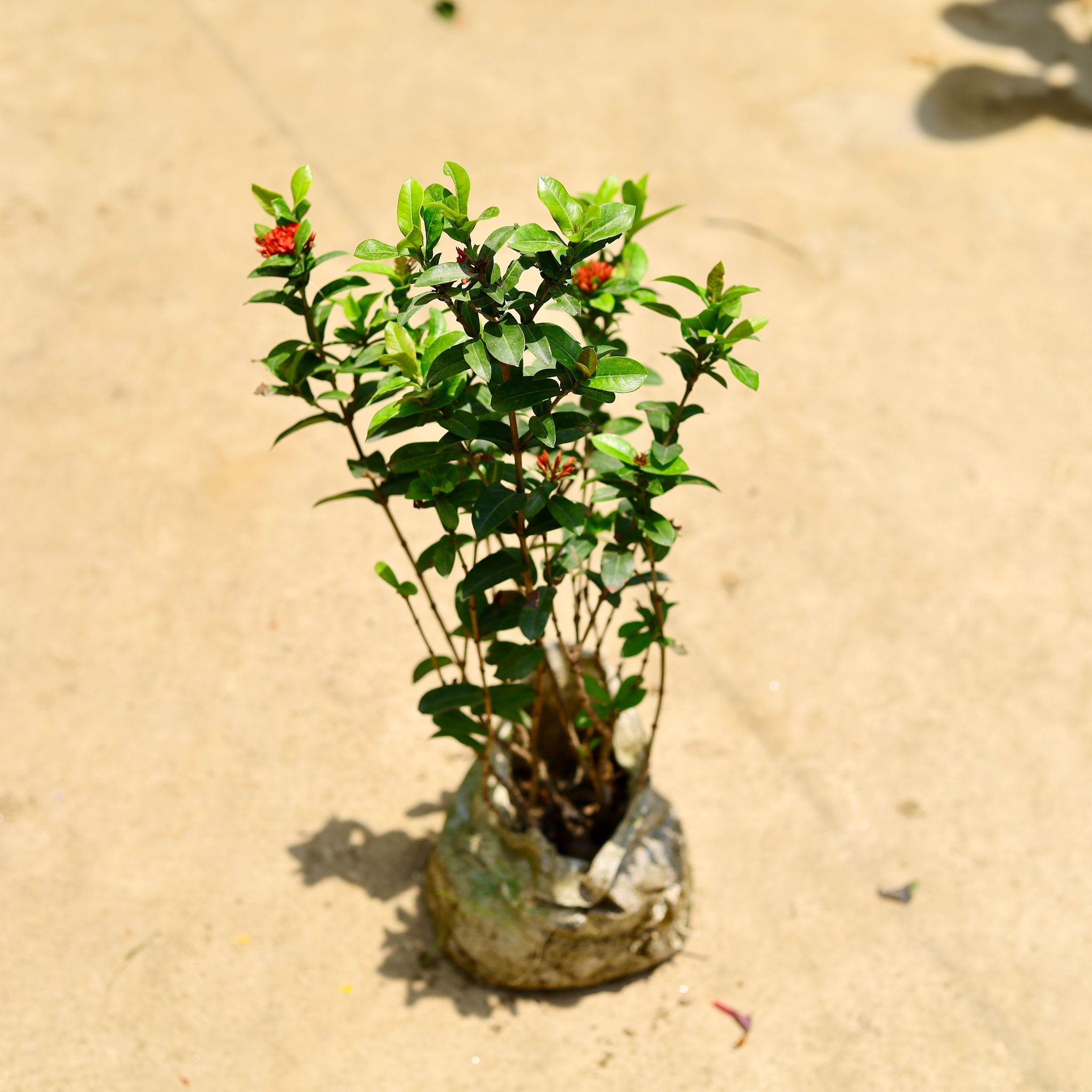 Ixora miniature red in 8 Inch Nursery Bag