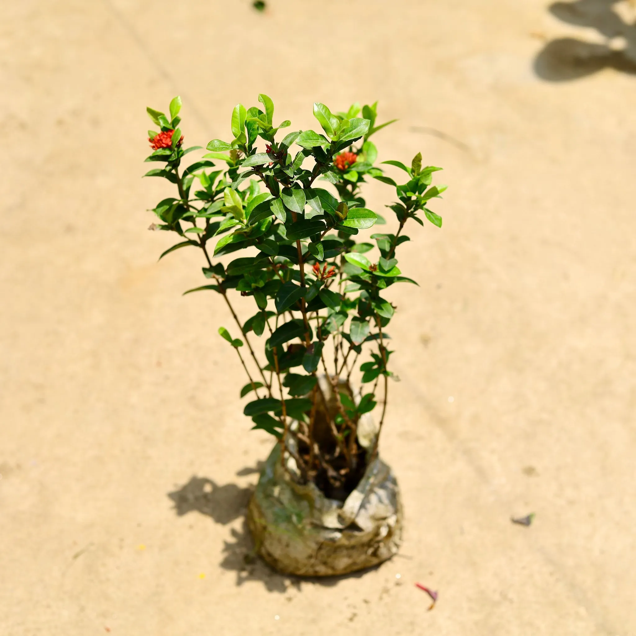 Ixora miniature red in 8 Inch Nursery Bag