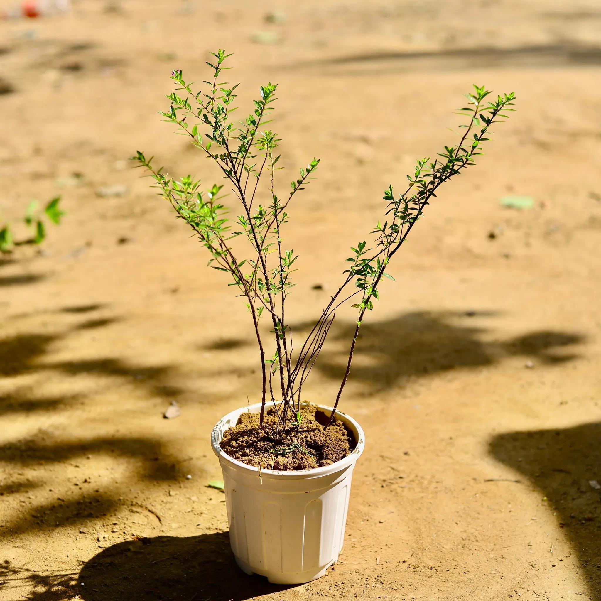 Cuphea / False Heather (any colour) in 6 Inch White Super Nursery Pot