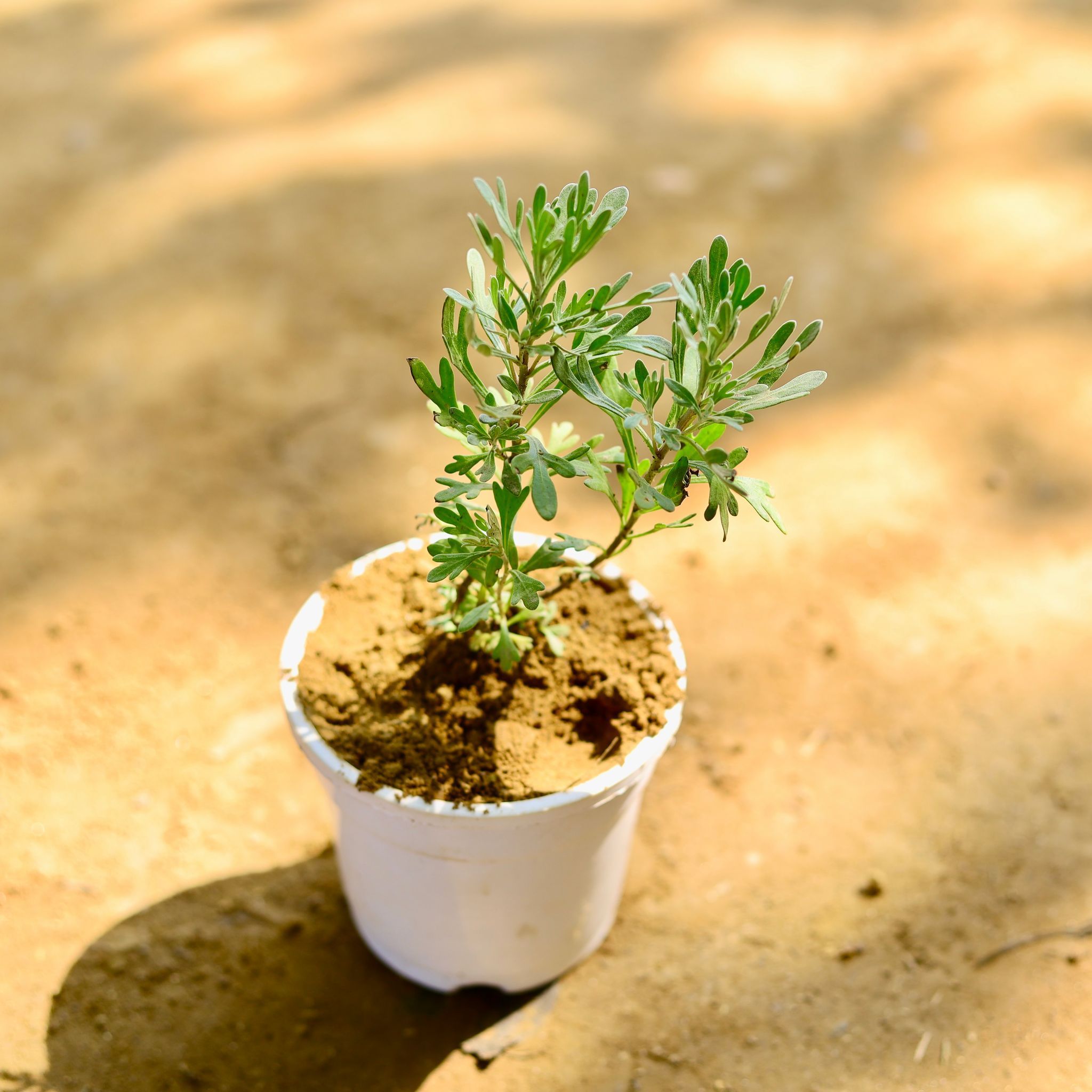 Lavender in 4 Inch Nursery Pot