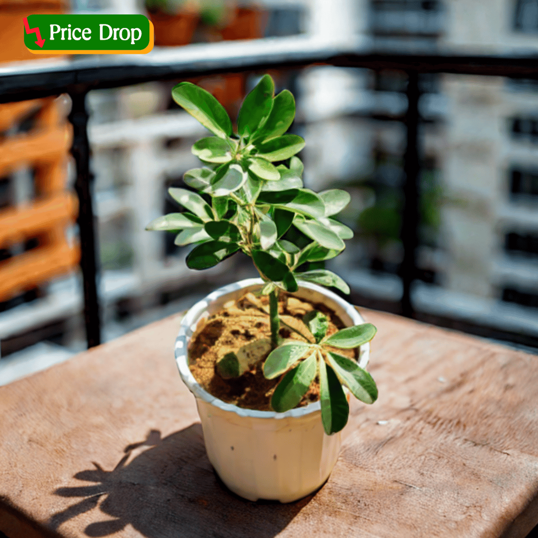 Schefflera Green in 6 Inch White Super Nursery Pot
