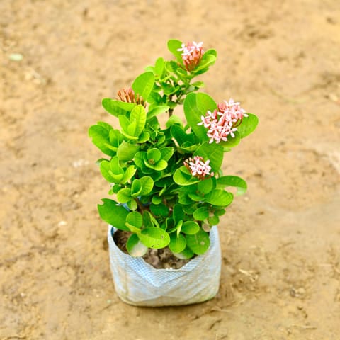 Ixora Chinese (Any Colour) in 7 Inch Nursery Bag
