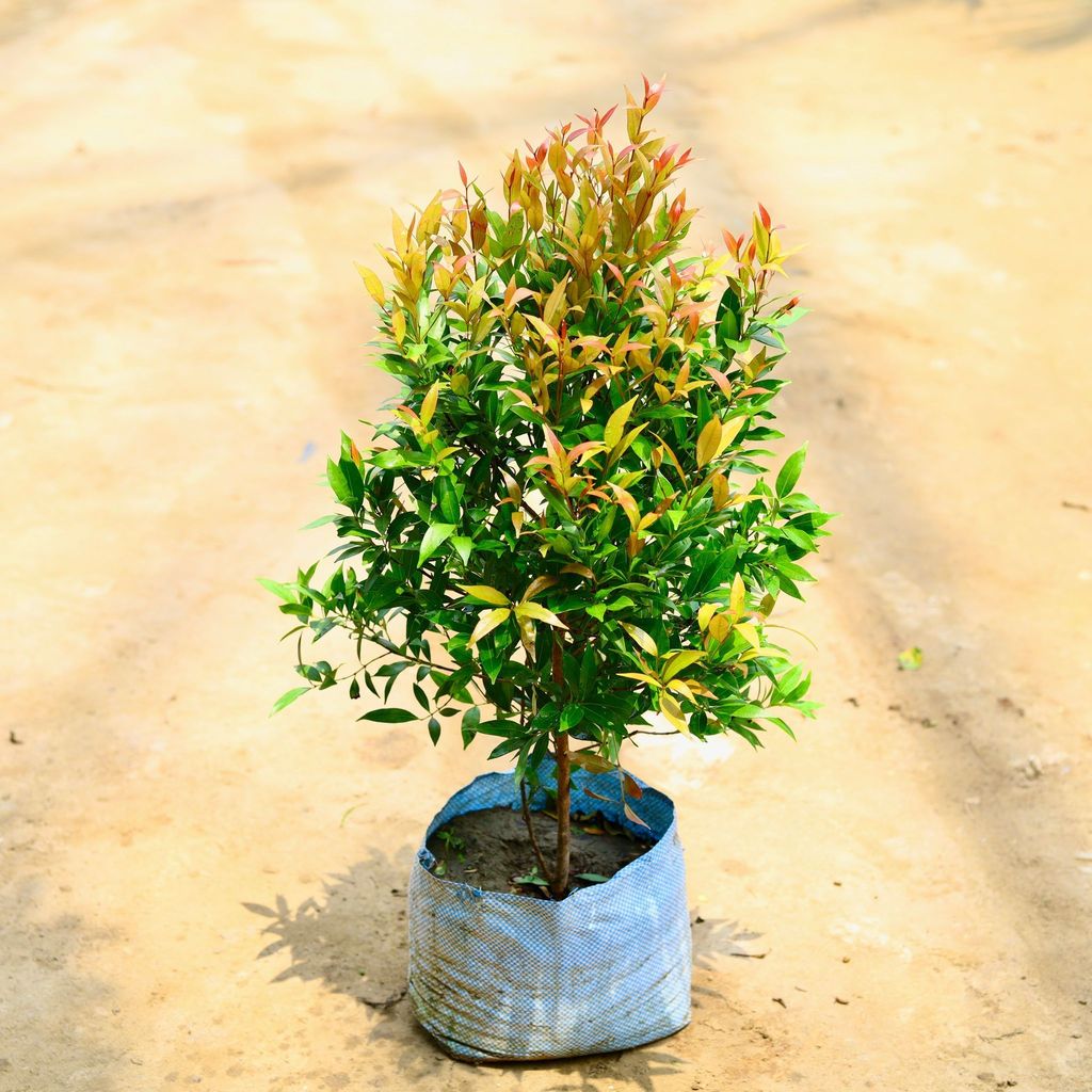 Buy Syzygium Red / Christina Ficus in 10 Inch Nursery Bag Online | Urvann.com Syzygium Red / Christina Ficus in 10 Inch Nursery Bag